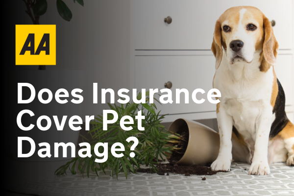 Does Accidental Damage Insurance Cover Pet Damage? What You Need to Know