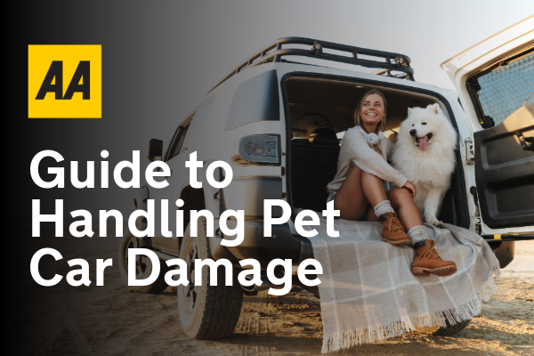 Pet Damaged Your Car? Here's How to Get It Serviced and What Insurance Covers